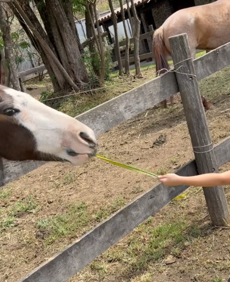 Julia, la hija menor de Isabel Macedo, alimentando a un caballo en una finca | Fuente: Instagram/isabelmacedophoto