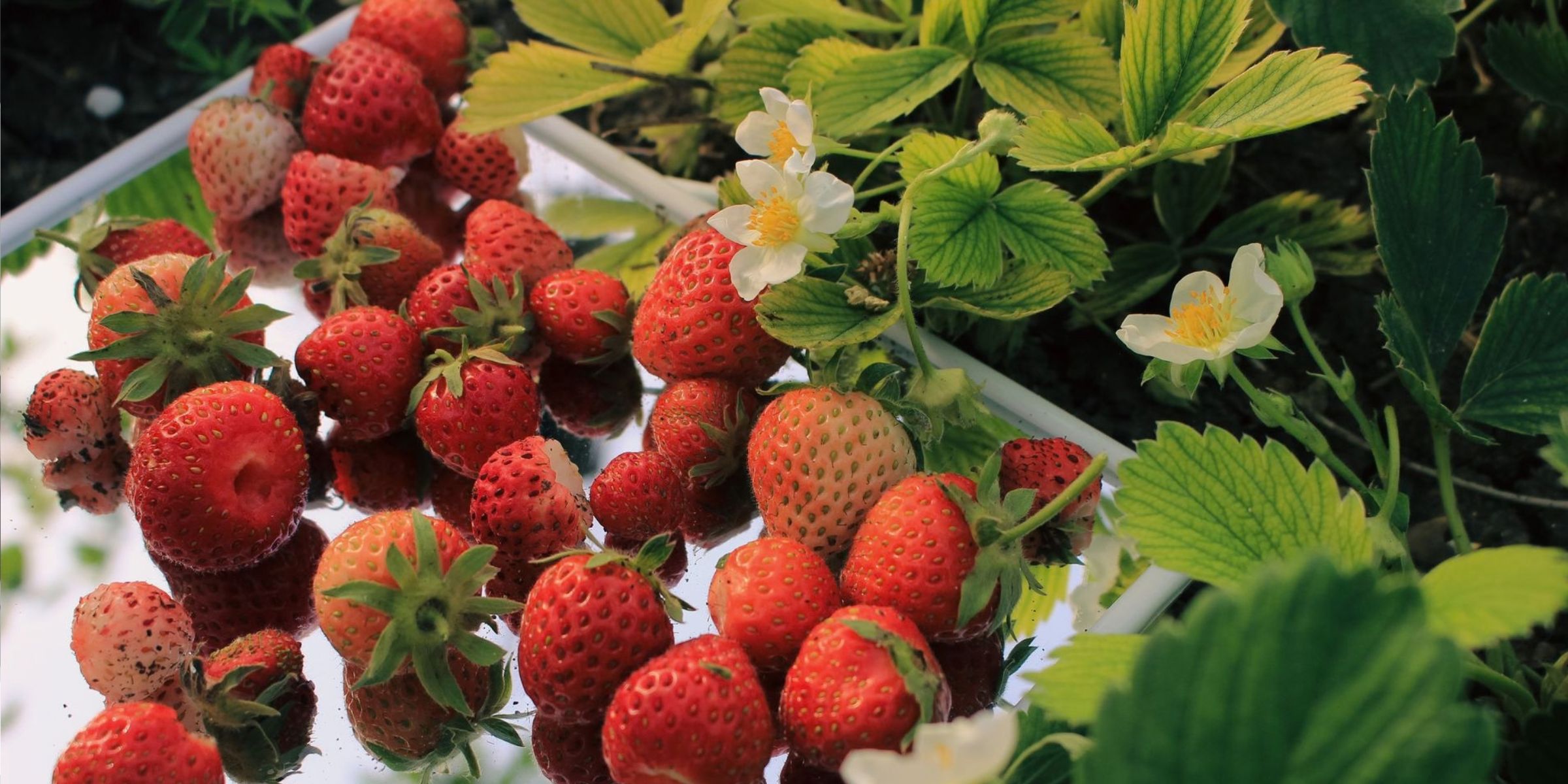 Un primo piano di fragole fresche su uno specchio con foglie verdi e fiori | Fonte: Pexels