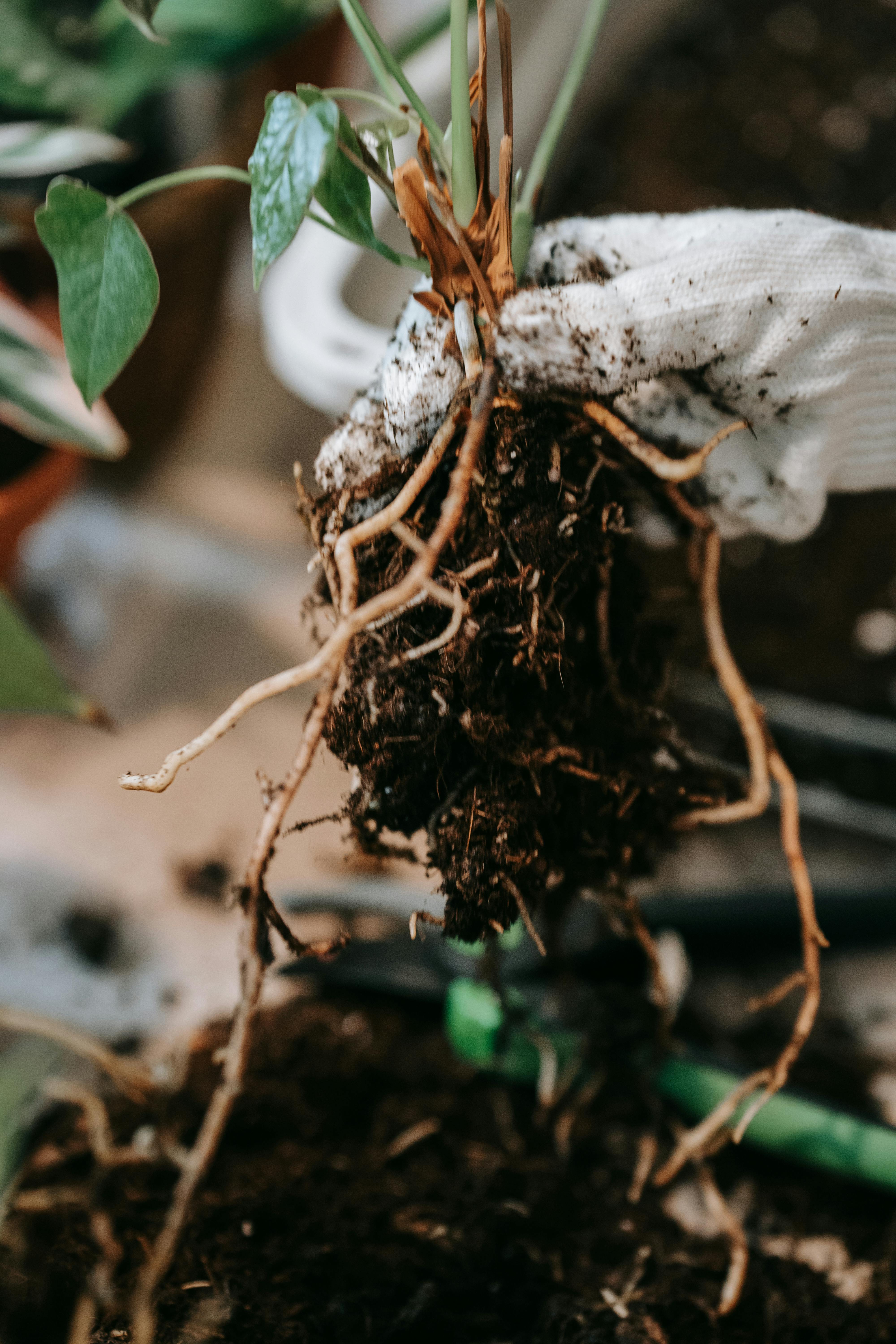 Primer plano de las raíces de una planta | Fuente: Pexels