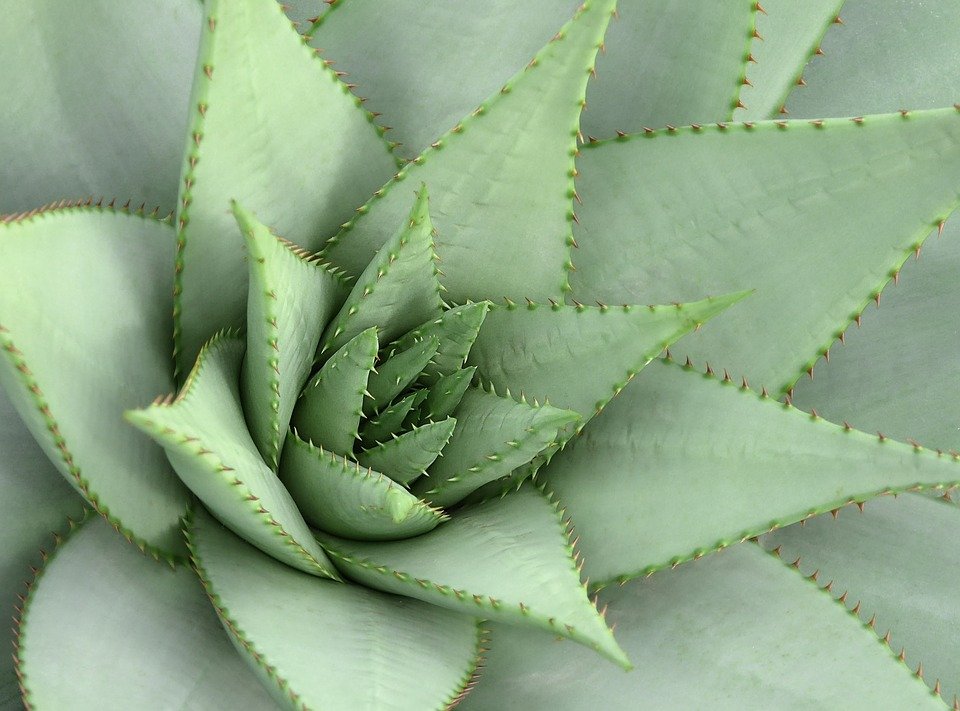 Planta de cactus. | Imagen:  Pixabay