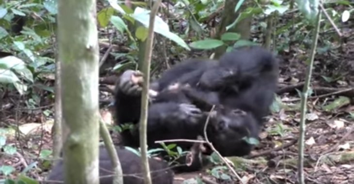 Imagen tomada de: Youtube/Tai Chimpanzee Project