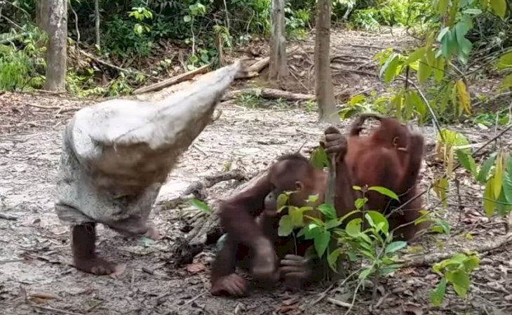 Fuente: YouTube/Save the Orangutan