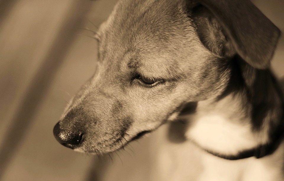 El olfato del perro salva vidas / Imagen tomada de: Pixabay