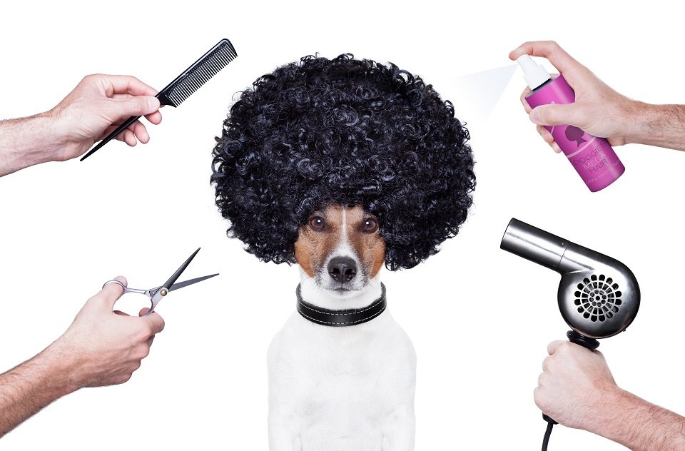 Perro en la peluquería| Foto: Shutterstock