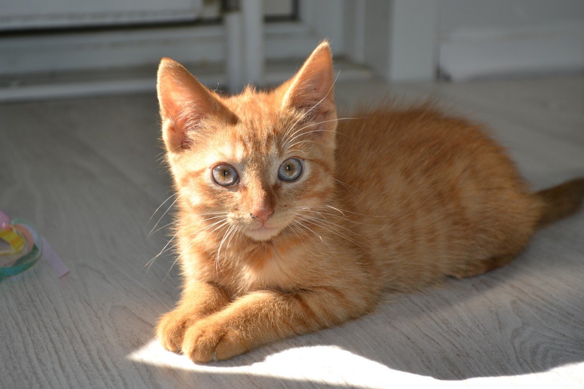 Gatito con tonalidades naranja descansando sobre el suelo. | Imagen: PxHere