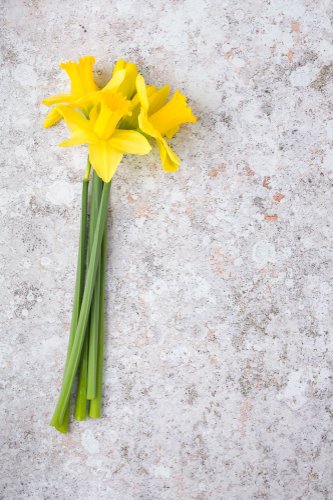 Un montón de narcisos. | Foto: Shutterstock.