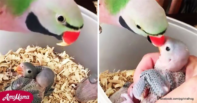 Mamá loro que dice "te amo" a sus bebés se convirtió en la sensación de Internet