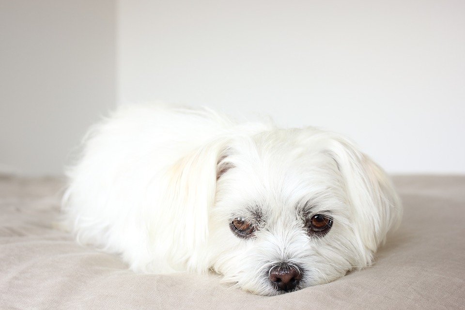 Perrito blanco de raza pequeña recostado sobre una colcha con semblante triste. | Imagen: Pixabay