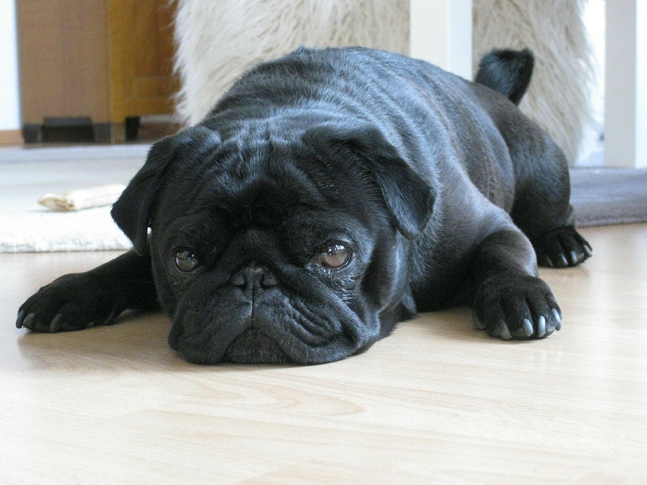 Perro de raza pug | Imagen tomada de: Pixabay