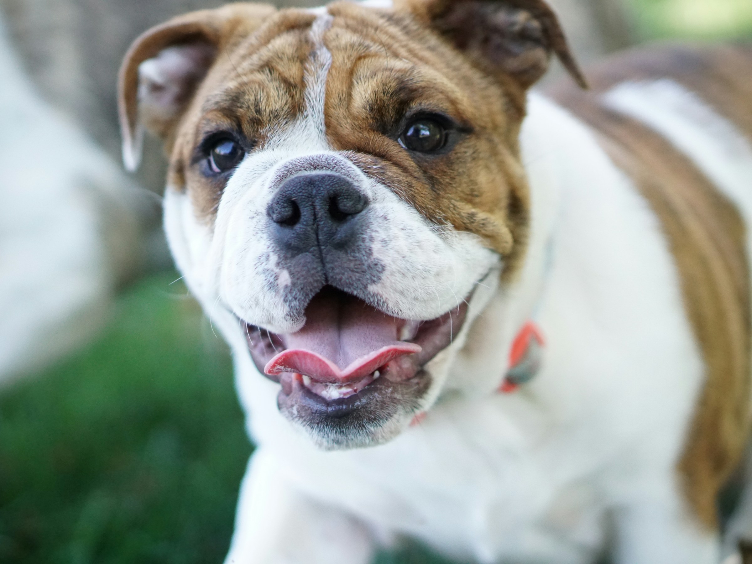 Primer plano de un simpático Bulldog | Fuente: Unsplash