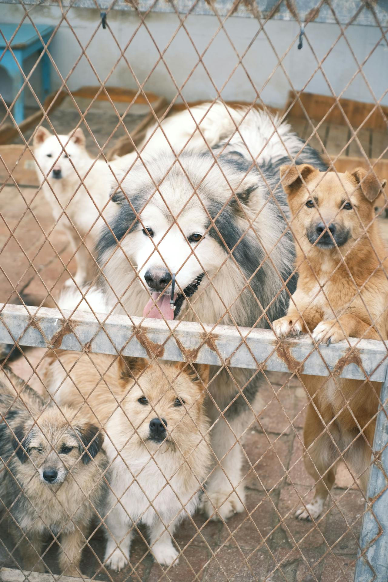 Perros en un refugio | Fuente: Pexels