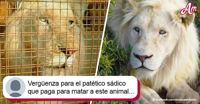 Extraño león blanco que será subastado y cazado podría aún ser salvado por donante anónimo