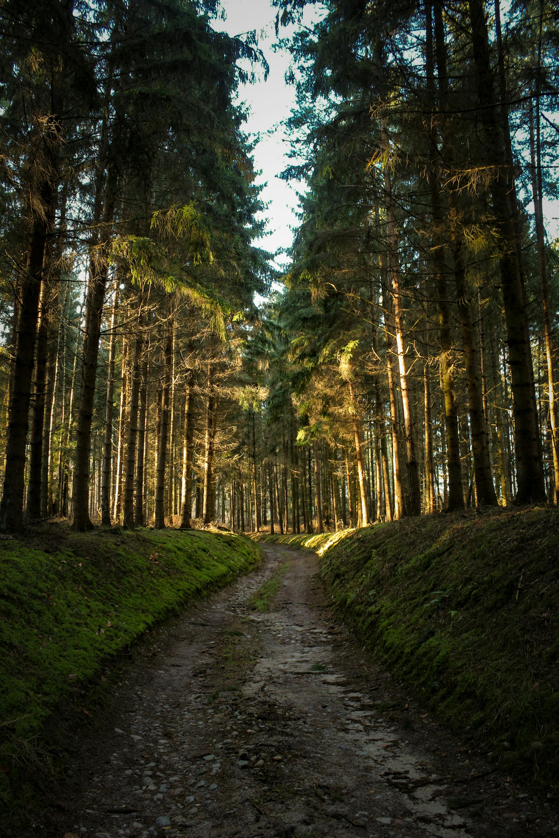 Un camino de tierra a través de un bosque | Fuente: Pexels