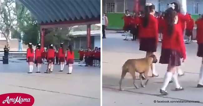 Perro callejero se roba las cámaras al marchar con escolta de escuela primaria