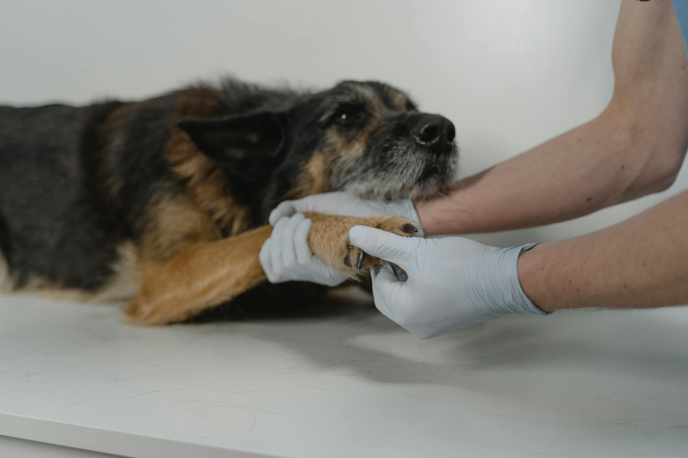 Un perro siendo examinado por un veterinario | Fuente: Pexels