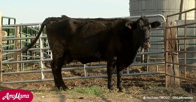 Granjero creyó que vaca preñada tendría solo un novillo, sin notar el tamaño inusual de su panza