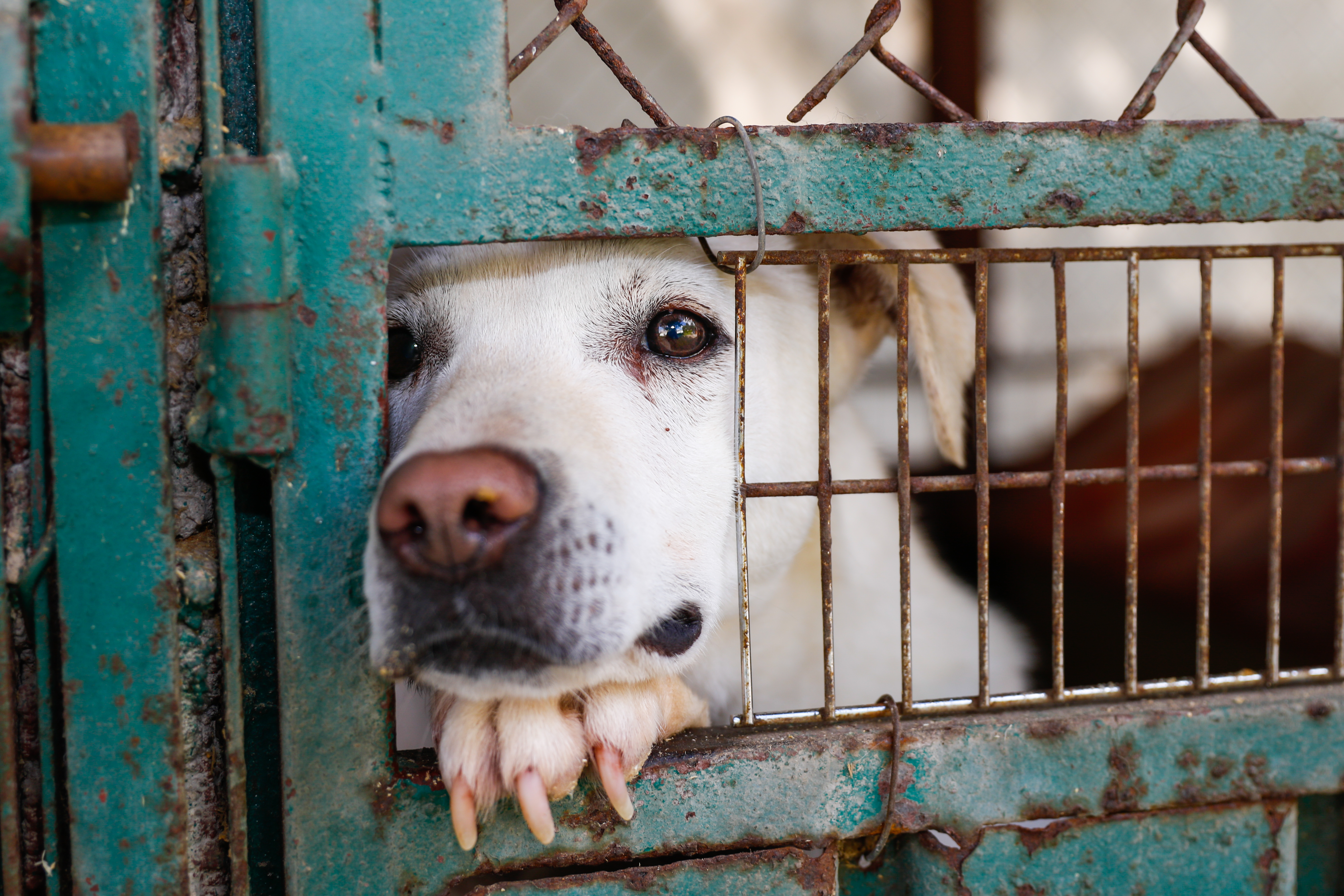 Un perro en un refugio | Foto: Getty Images