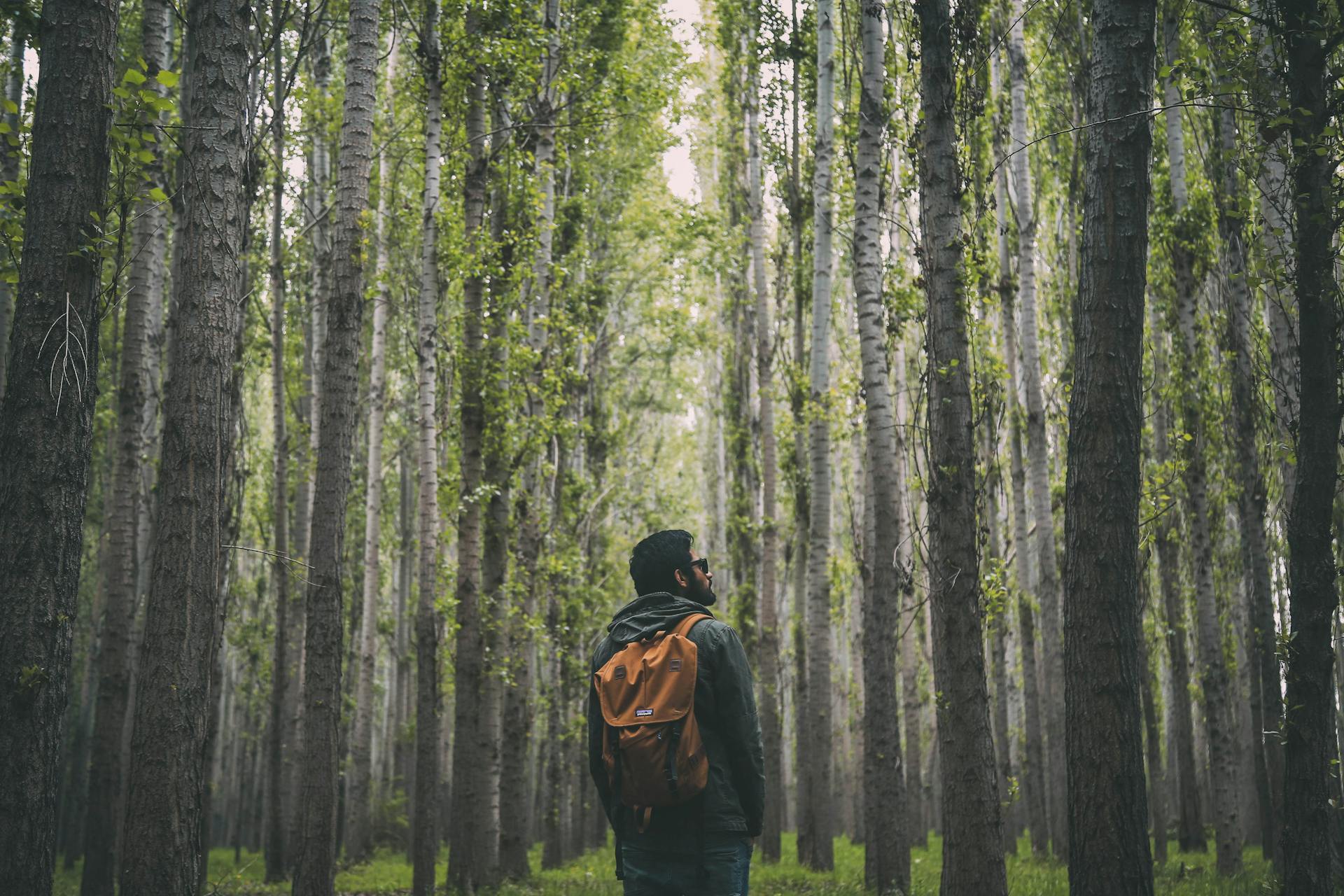 Un hombre de pie en un bosque | Fuente: Pexels