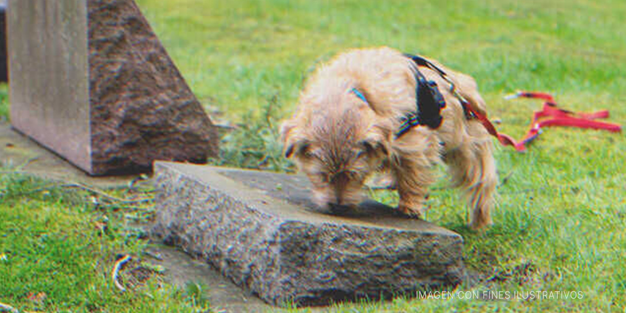 Perro en un cementerio. | Foto: Shutterstock