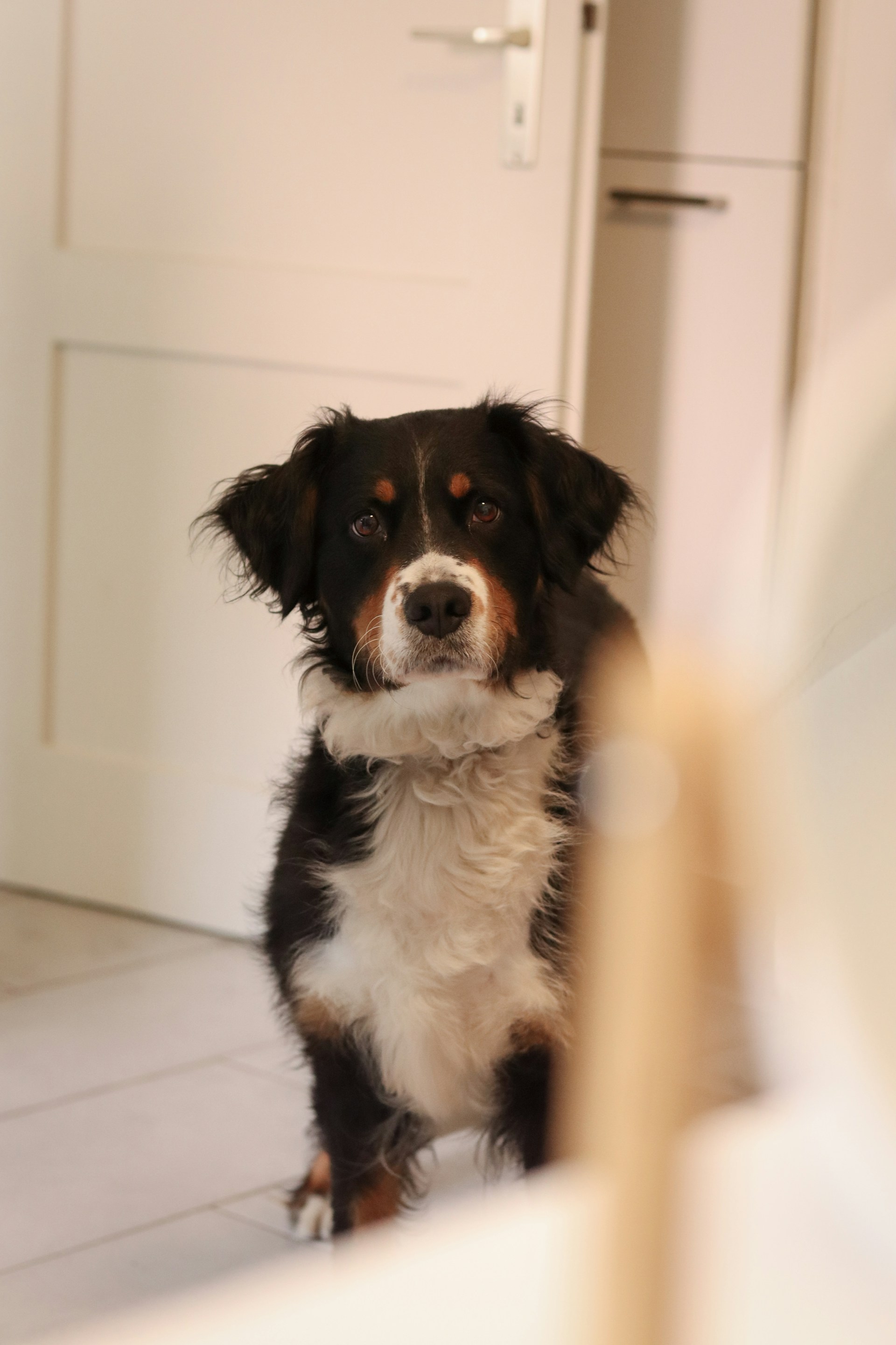 Un adorable perro en una habitación | Fuente: Unsplash