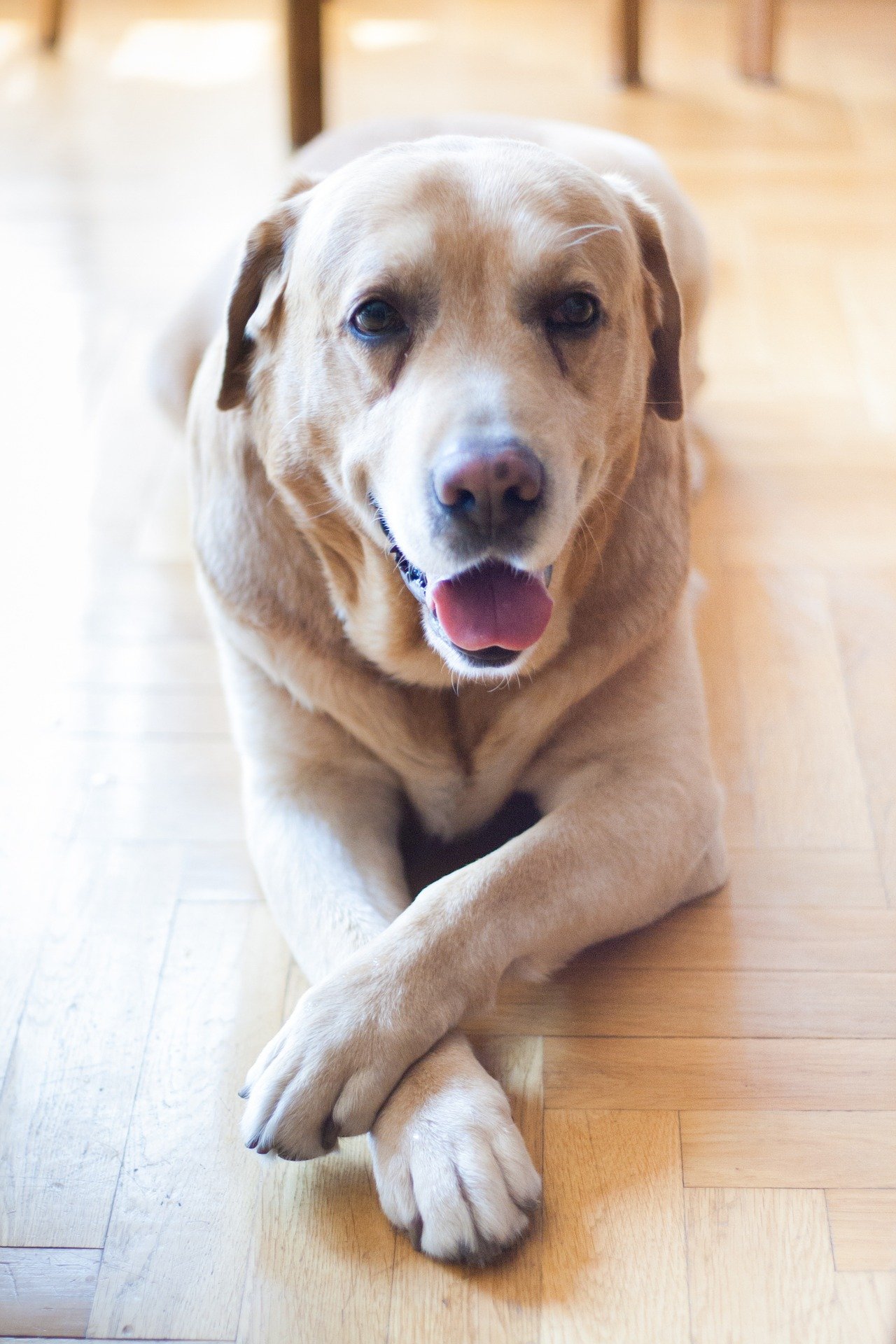 Labrador mirando inteligentemente a la cámara. | Foto: Pixabay