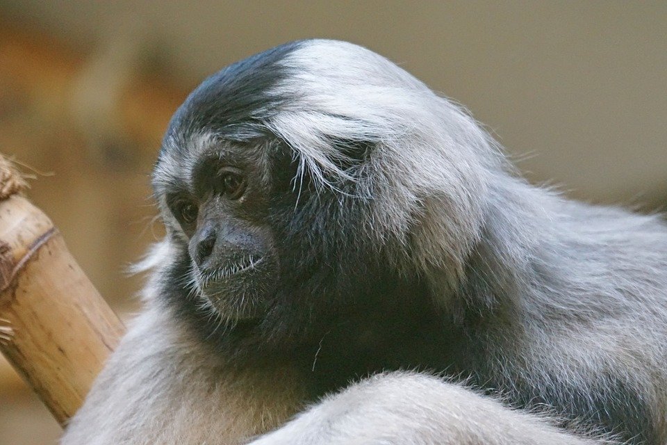Primer plano del rostro de un mono Gibón. | Foto: Pixabay