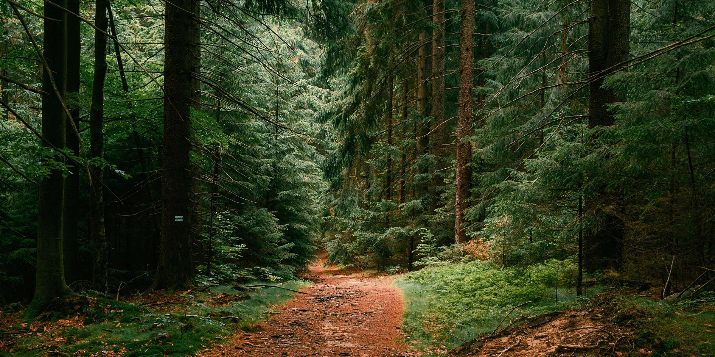 Un camino en el bosque | Fuente: Shutterstock