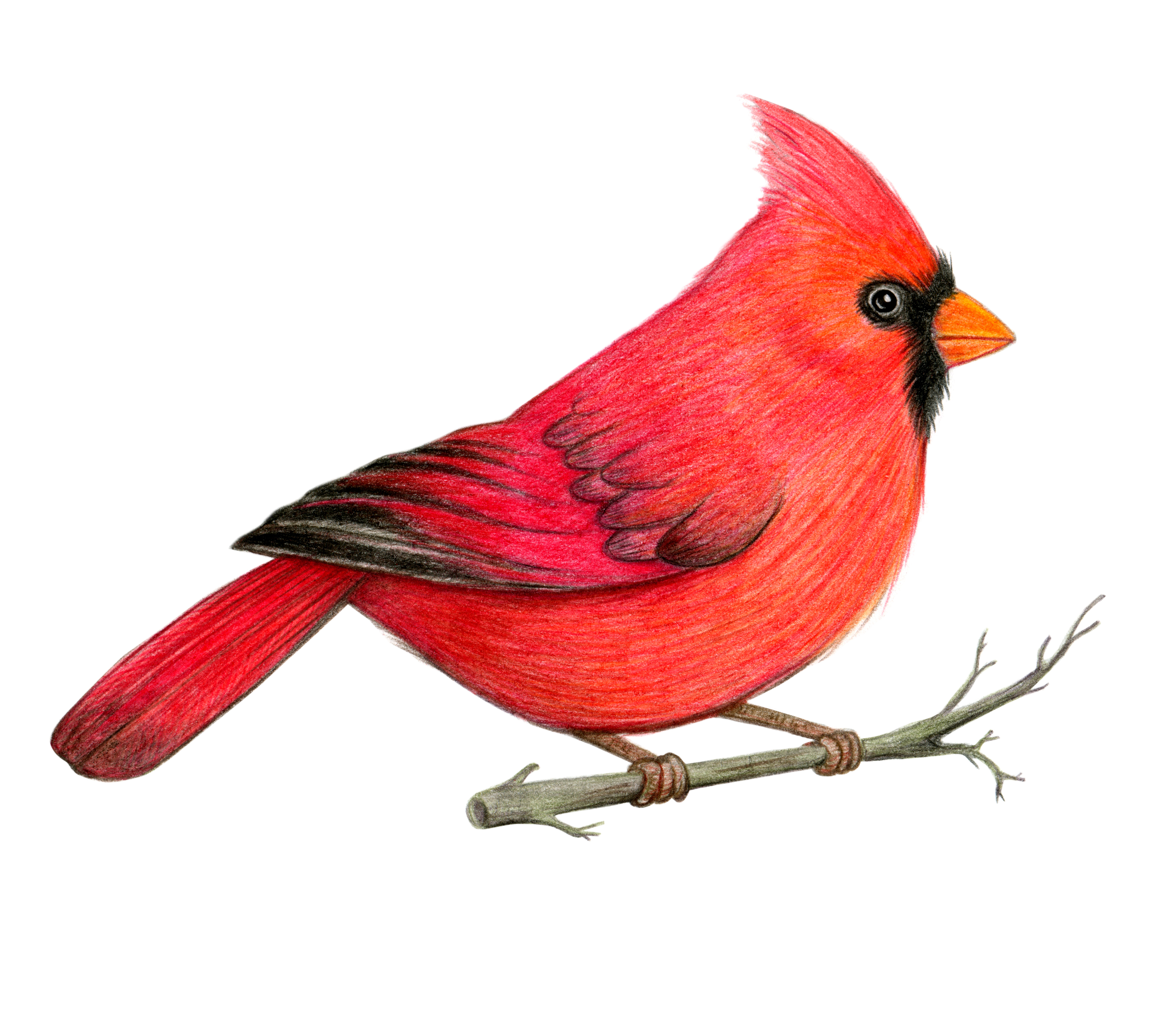 Pájaro cardenal rojo ilustración dibujada a mano | Foto: Getty Images