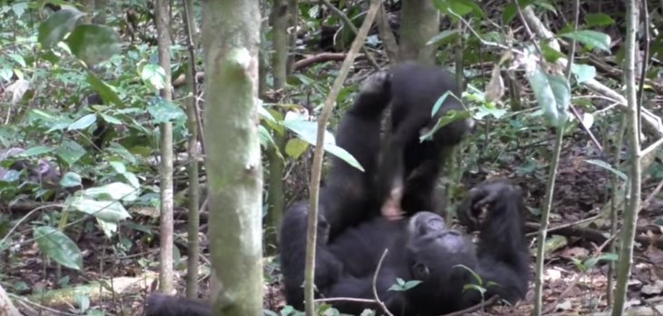 Imagen tomada de: Youtube/Tai Chimpanzee Project