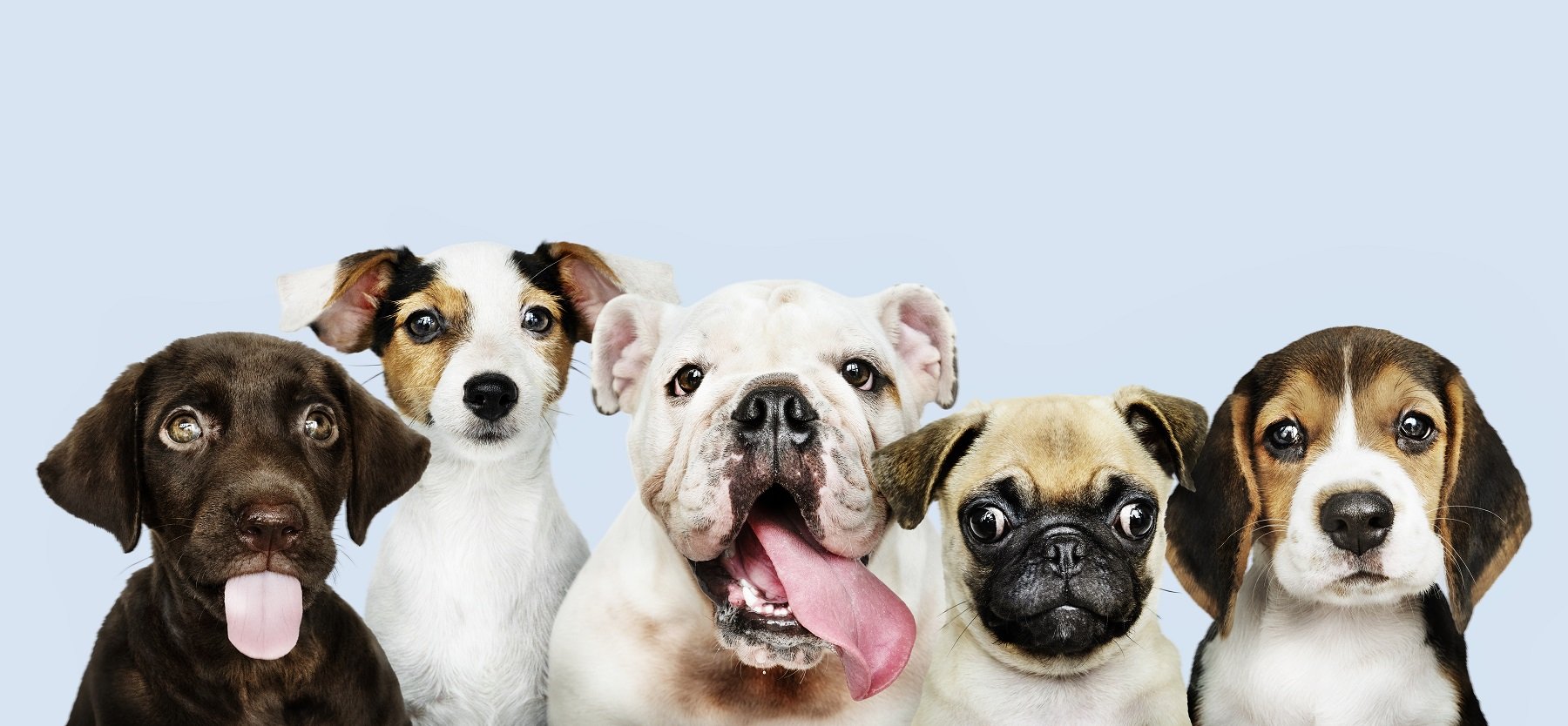 Grupo de perros de distintas razas | Foto: Freepik