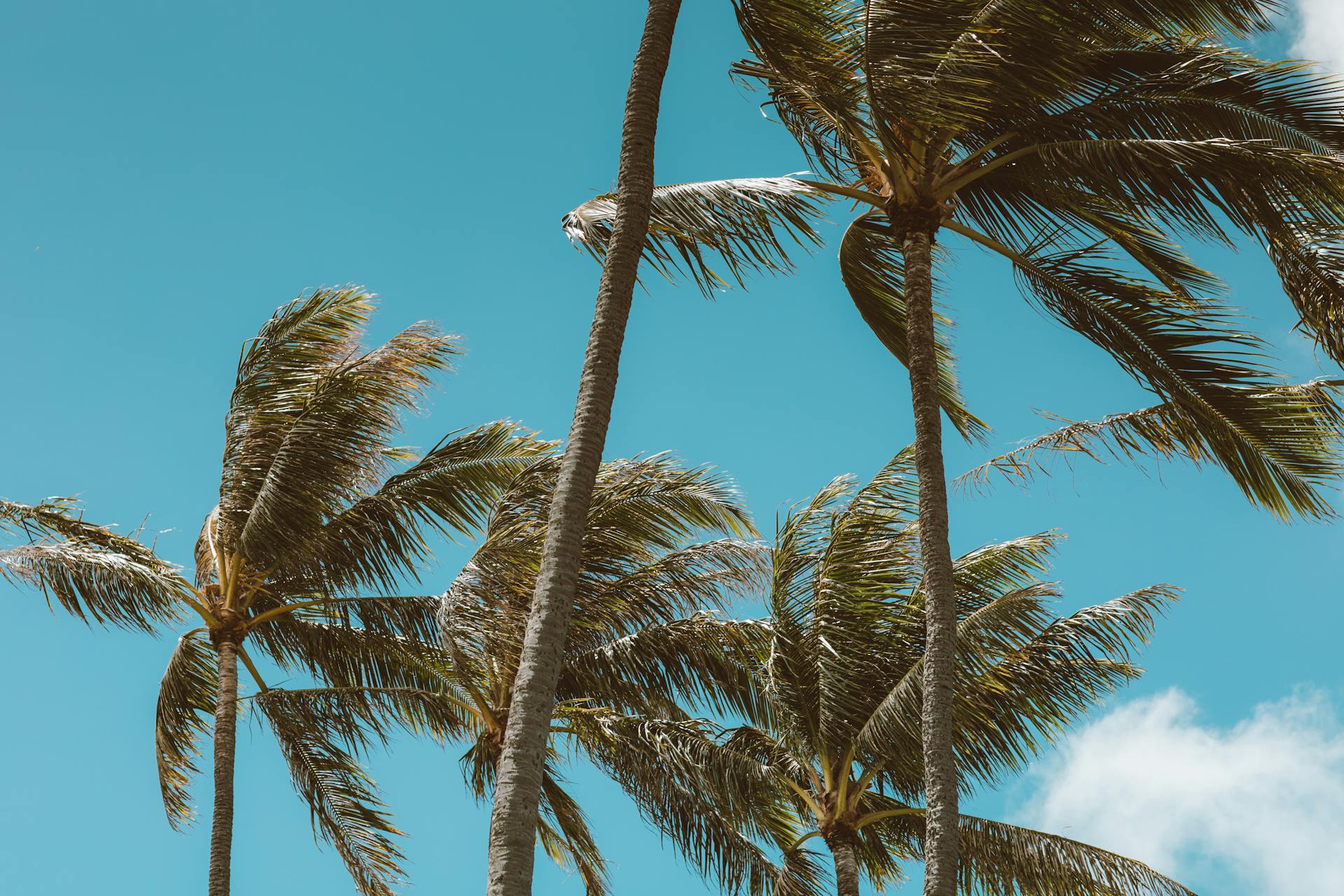 Palmeras cuando hace viento | Fuente: Pexels