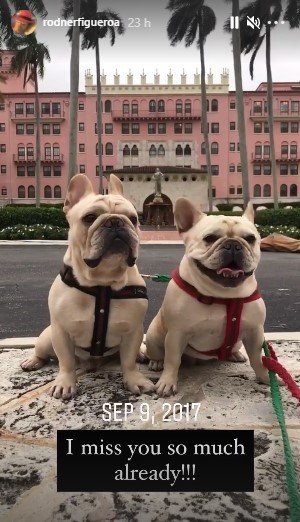 Los perros de Rodner. | Foto: Captura de pantalla de Instagram/rodnerfigueroa