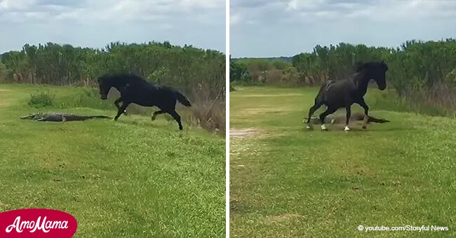 Impactante video muestra a un caballo atacando a un caimán para defender a su familia equina