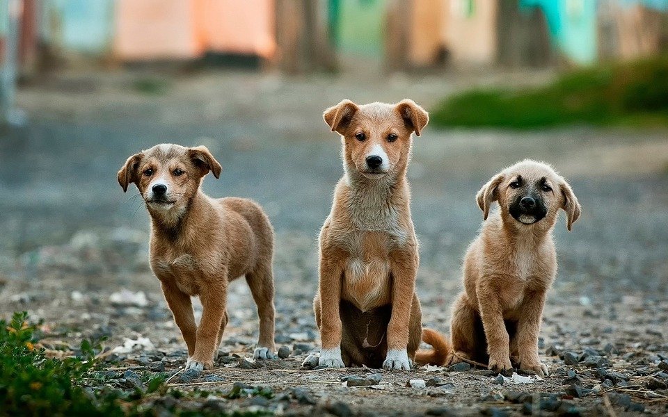 Perro cachorros abandonados.| Fuente: Pixabay