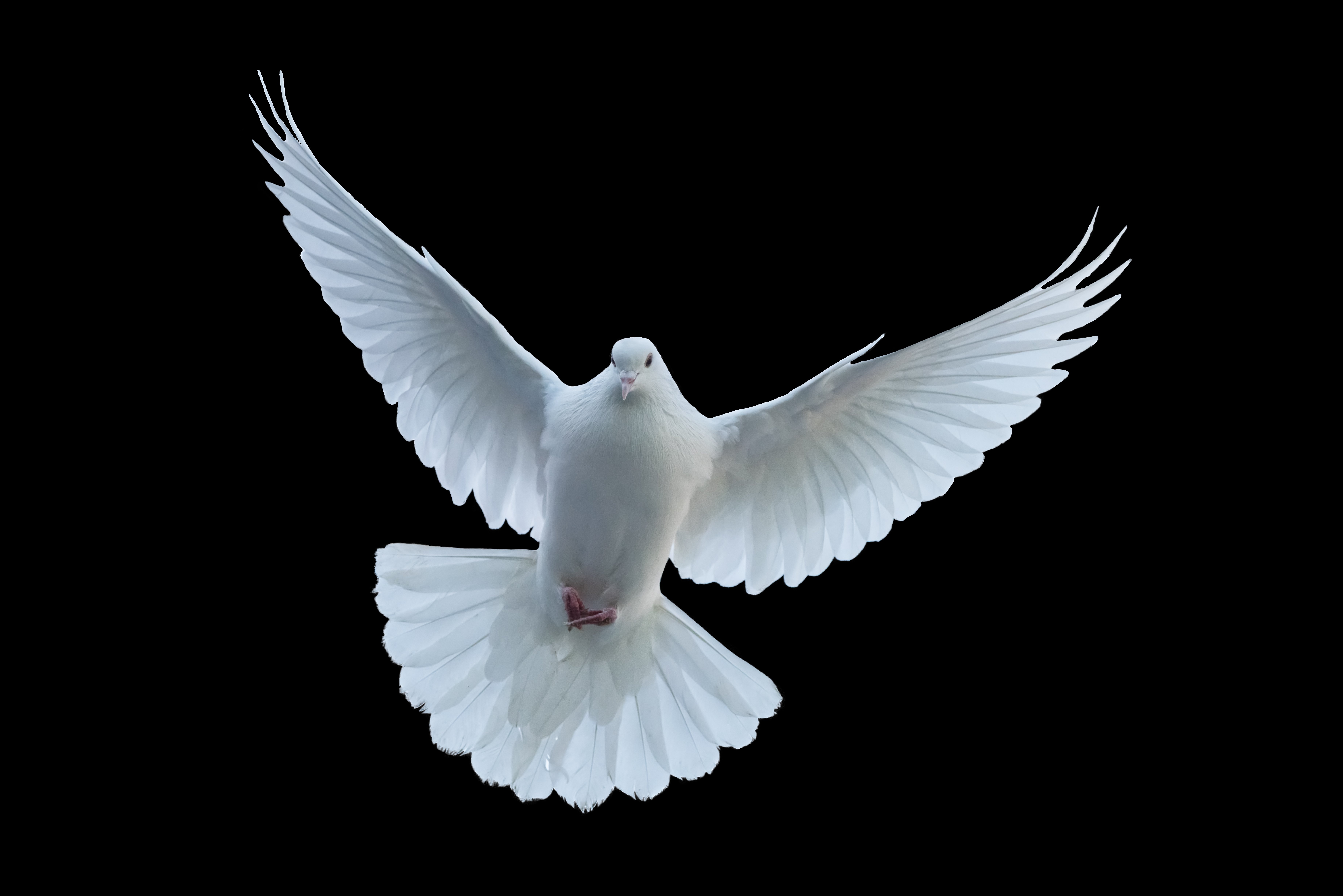 Paloma blanca en vuelo. | Foto: Shutterstock