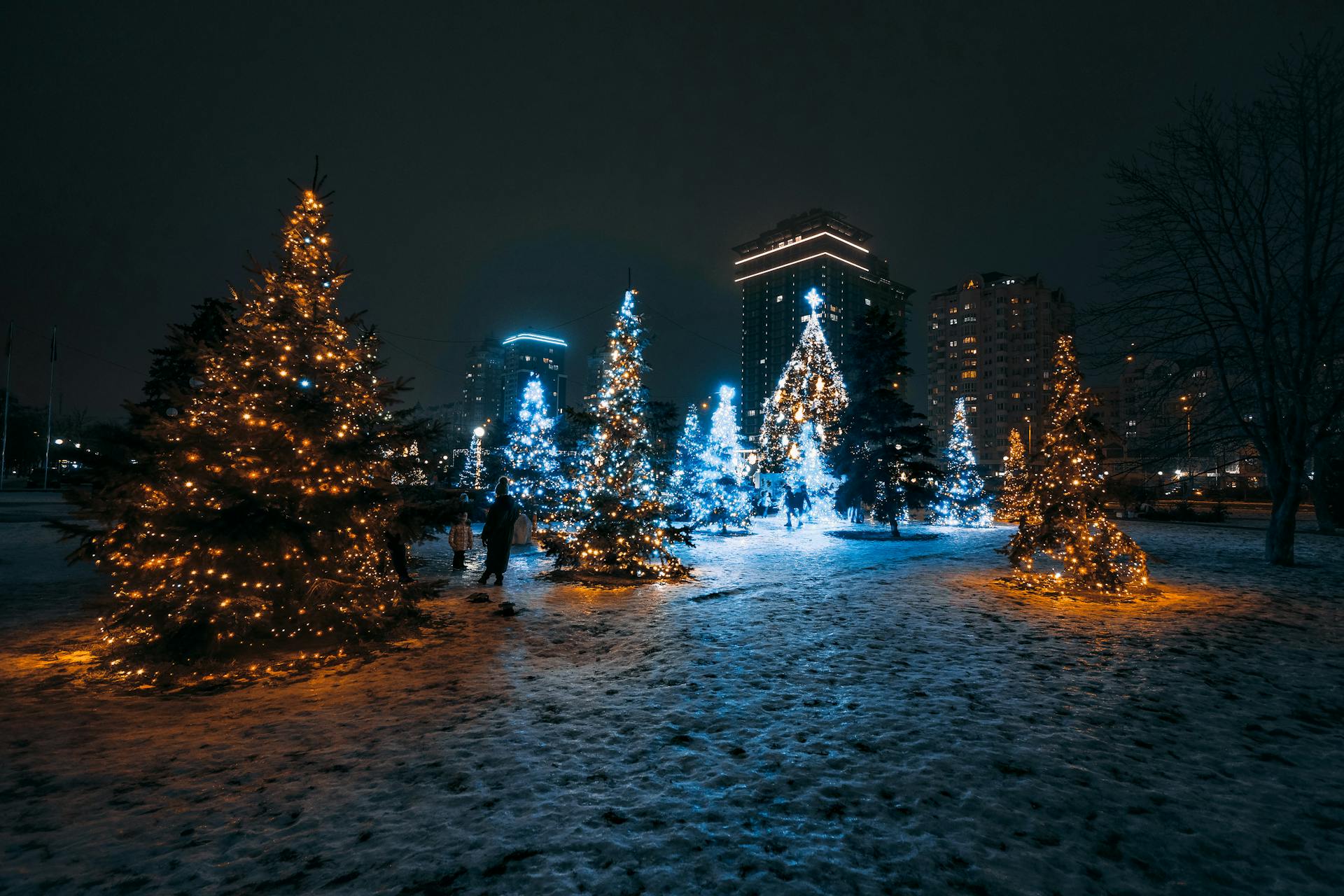 Luces de Navidad en los árboles | Fuente: Pexels