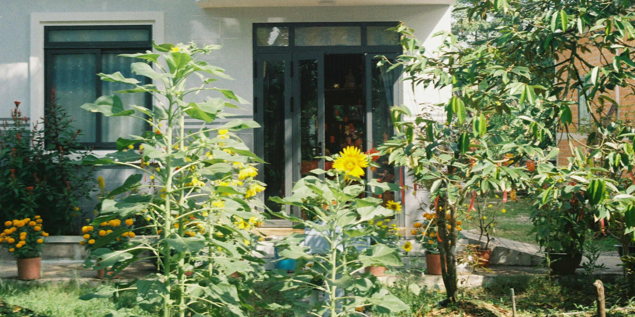 Vista di una casa e di un giardino | Fonte: Pexels