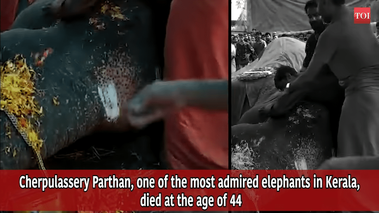 Hombre llorando a su elefante │Imagen tomada de: YouTube / The Times of India