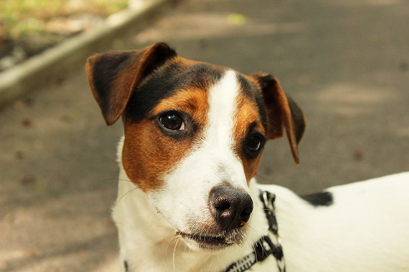 Jack Russell Terrier posando. | Imagen: Wikimedia Commons