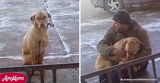 Mujer deja al perro afuera en un clima helado hasta que un sujeto se hace cargo