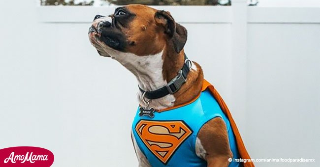 5 increíbles historias de mascotas heroicas que salvaron la vida de sus dueños