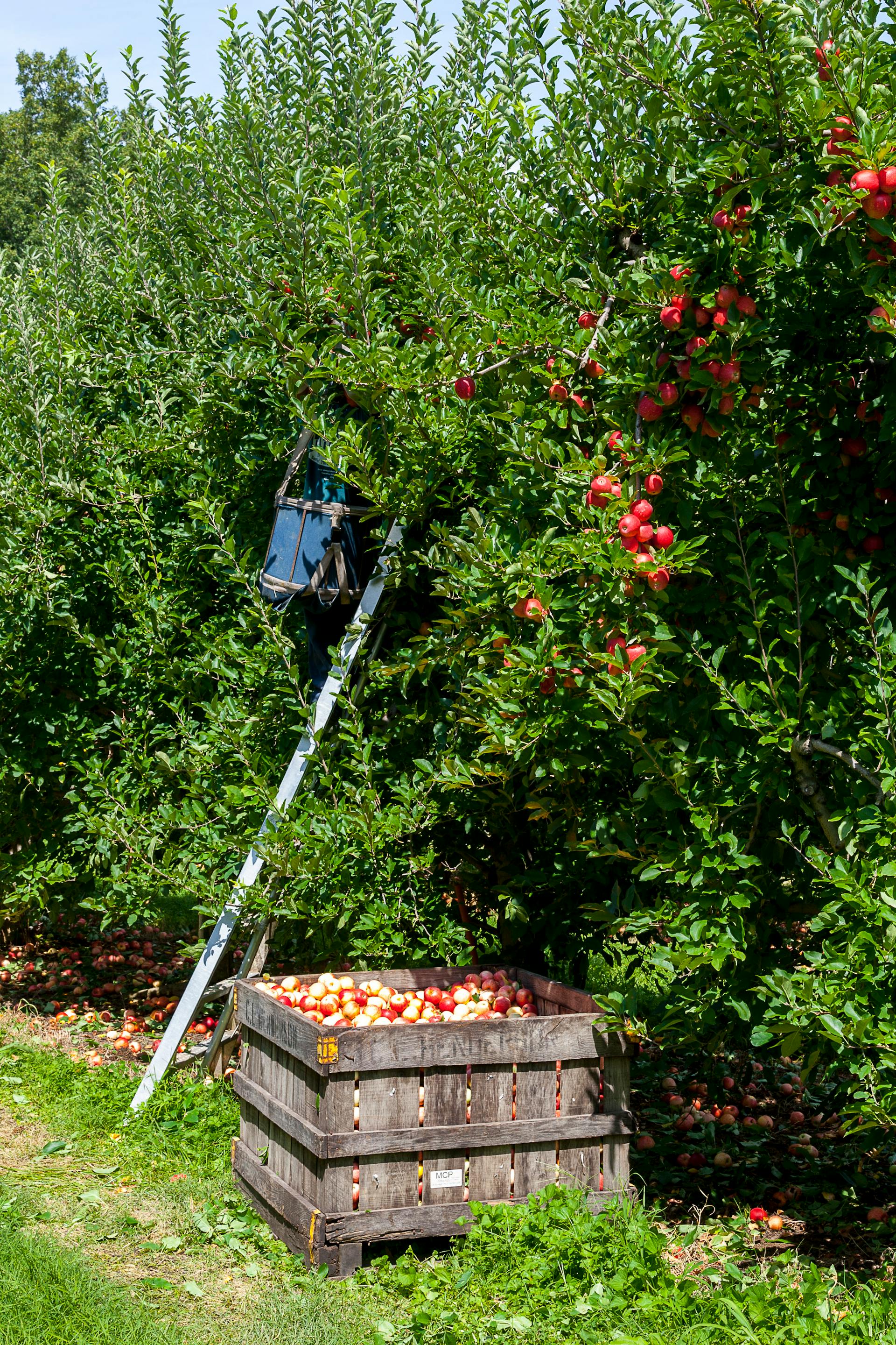 Manzanos en un huerto | Fuente: Pexels