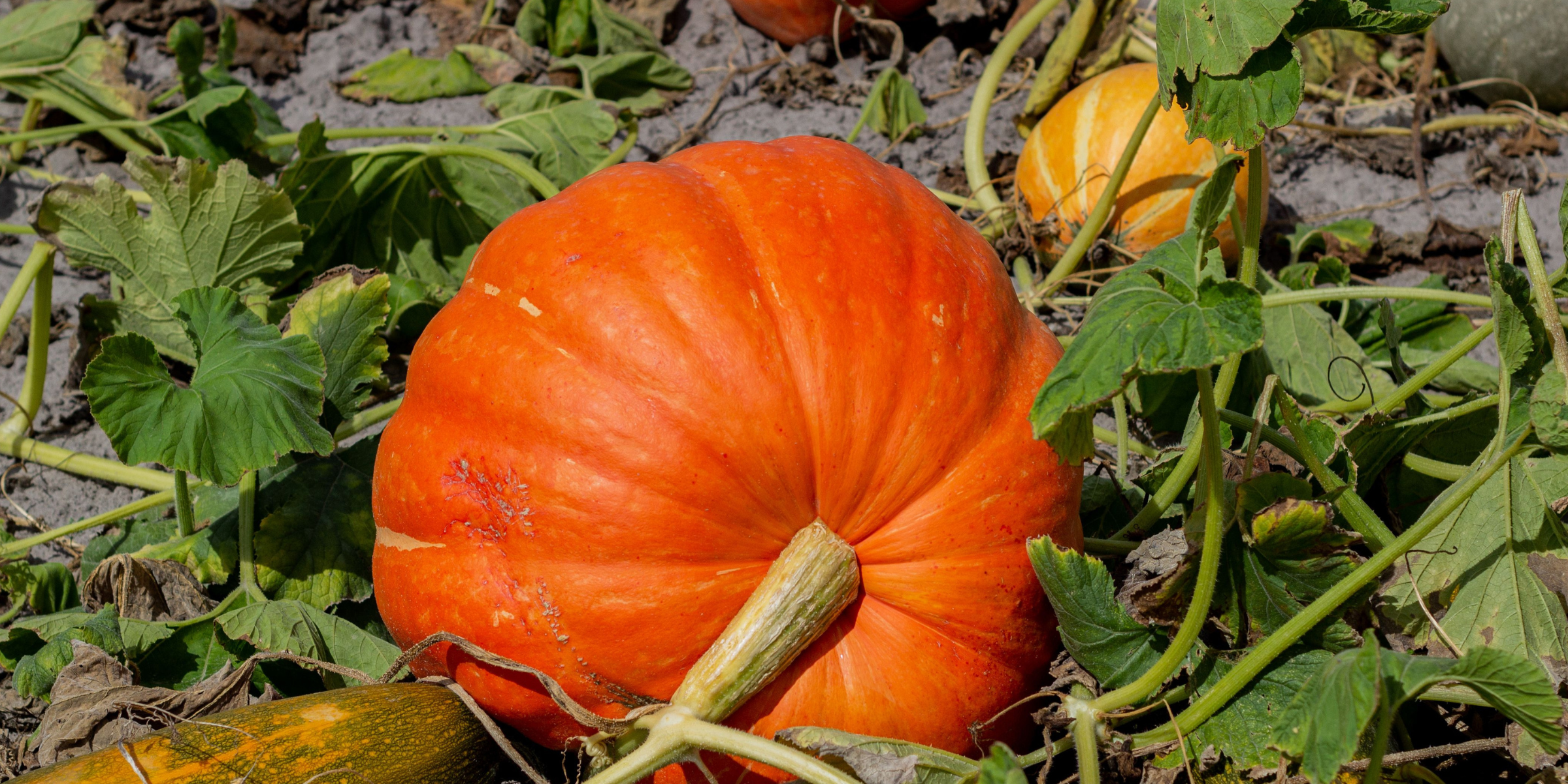 Calabazas | Fuente: Pexels