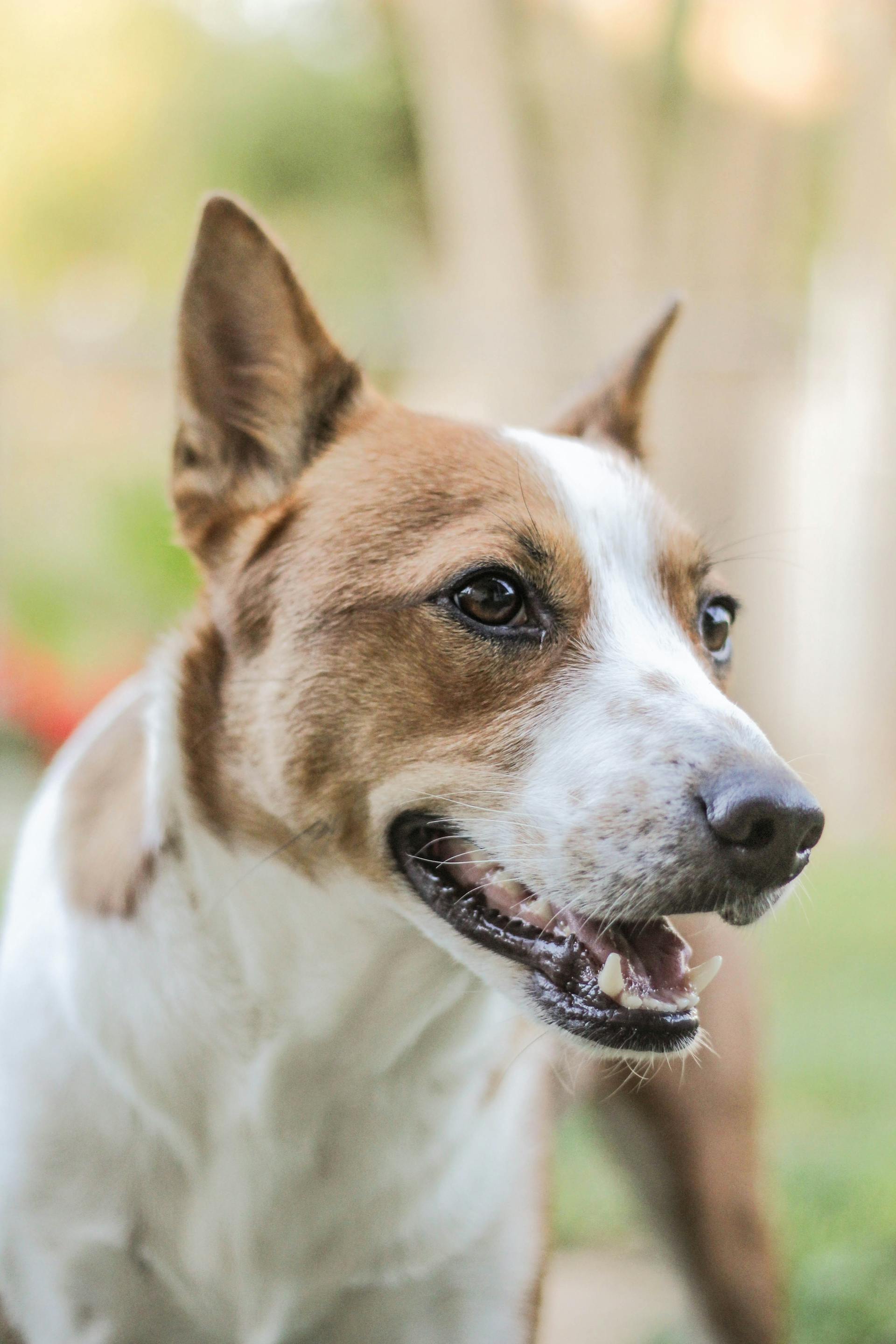 Primer plano de un perro | Fuente: Pexels