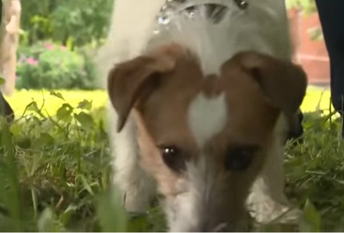 Macho, el Jack Russel que salvó a una bebé abandonada, olfatea en el lugar. | Foto: YouTube/Россия 24