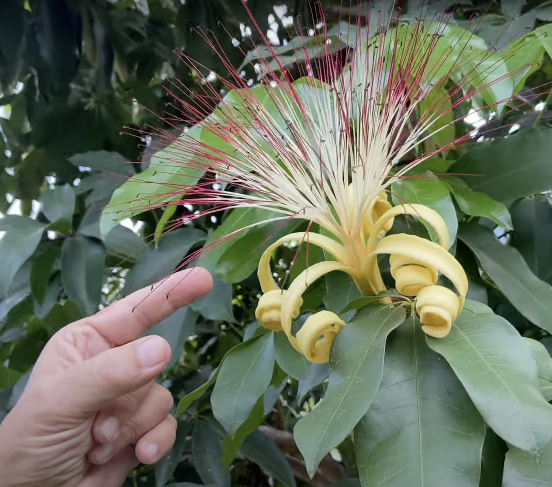 Una flor de árbol del dinero | Fuente: YouTube/Hans Fritschi