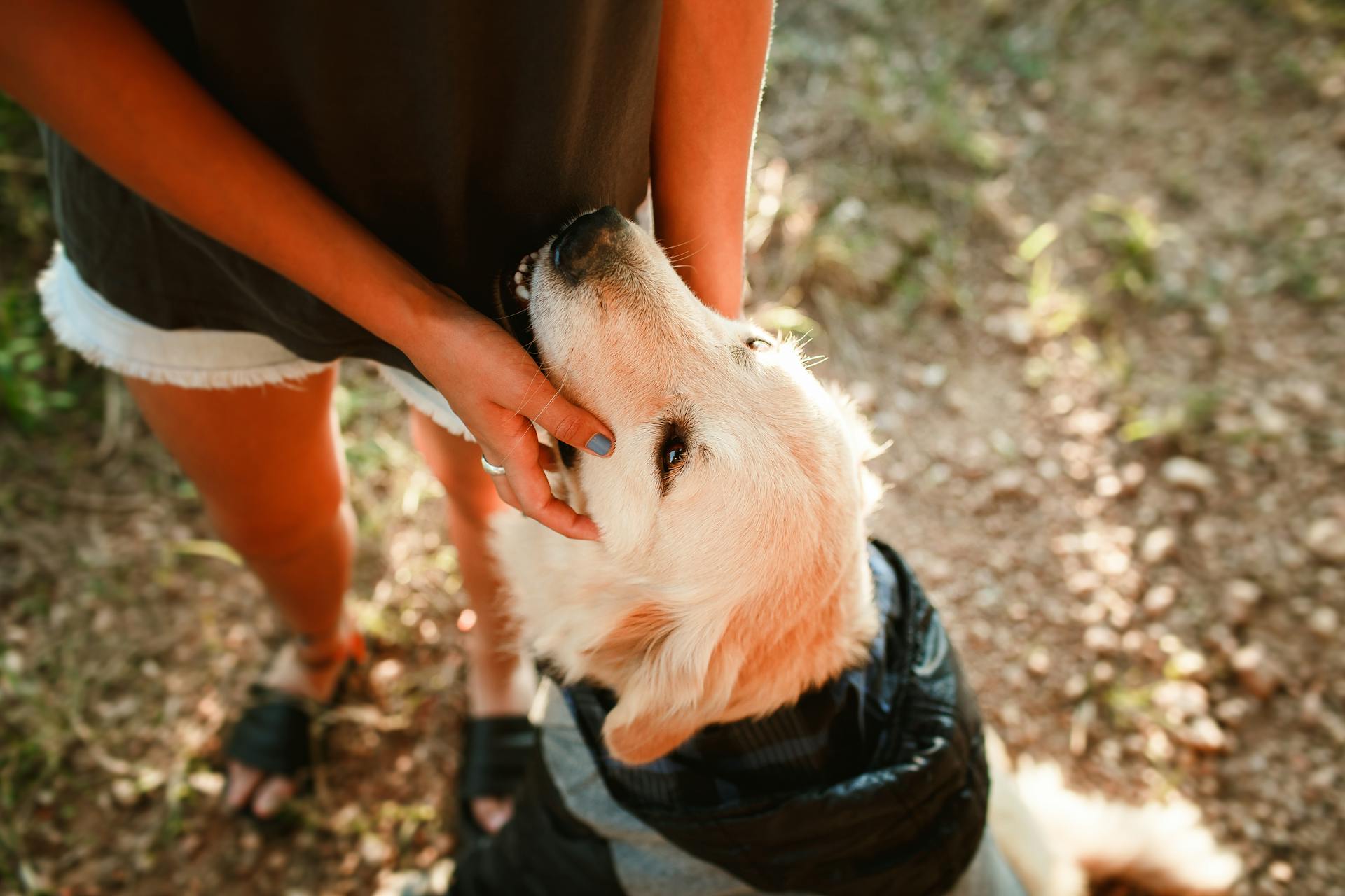 Una mujer acariciando a su perro | Fuente: Pexels