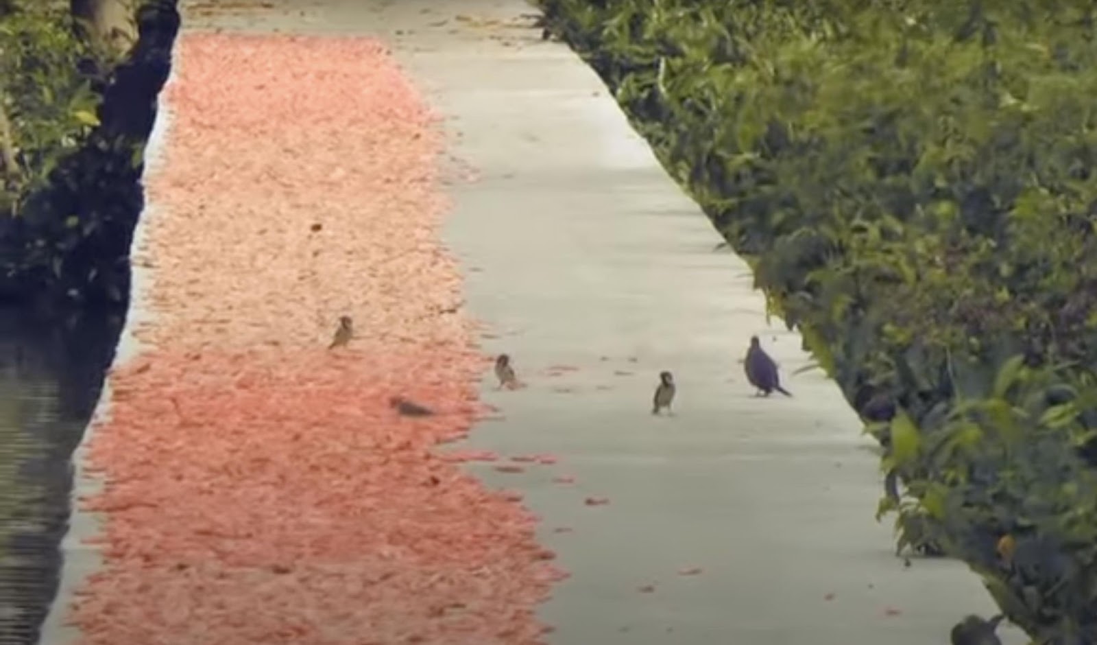 Las aves se reúnen cerca de las gambas secadas al sol, resaltando el ambiente natural y al aire libre de este método tradicional. | Fuente: YouTube/ KRUA punto CO