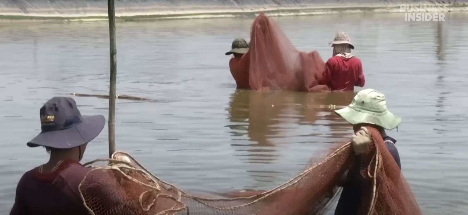 Pescador capturando gambas en la naturaleza. | Fuente: YouTube/ Business Insider