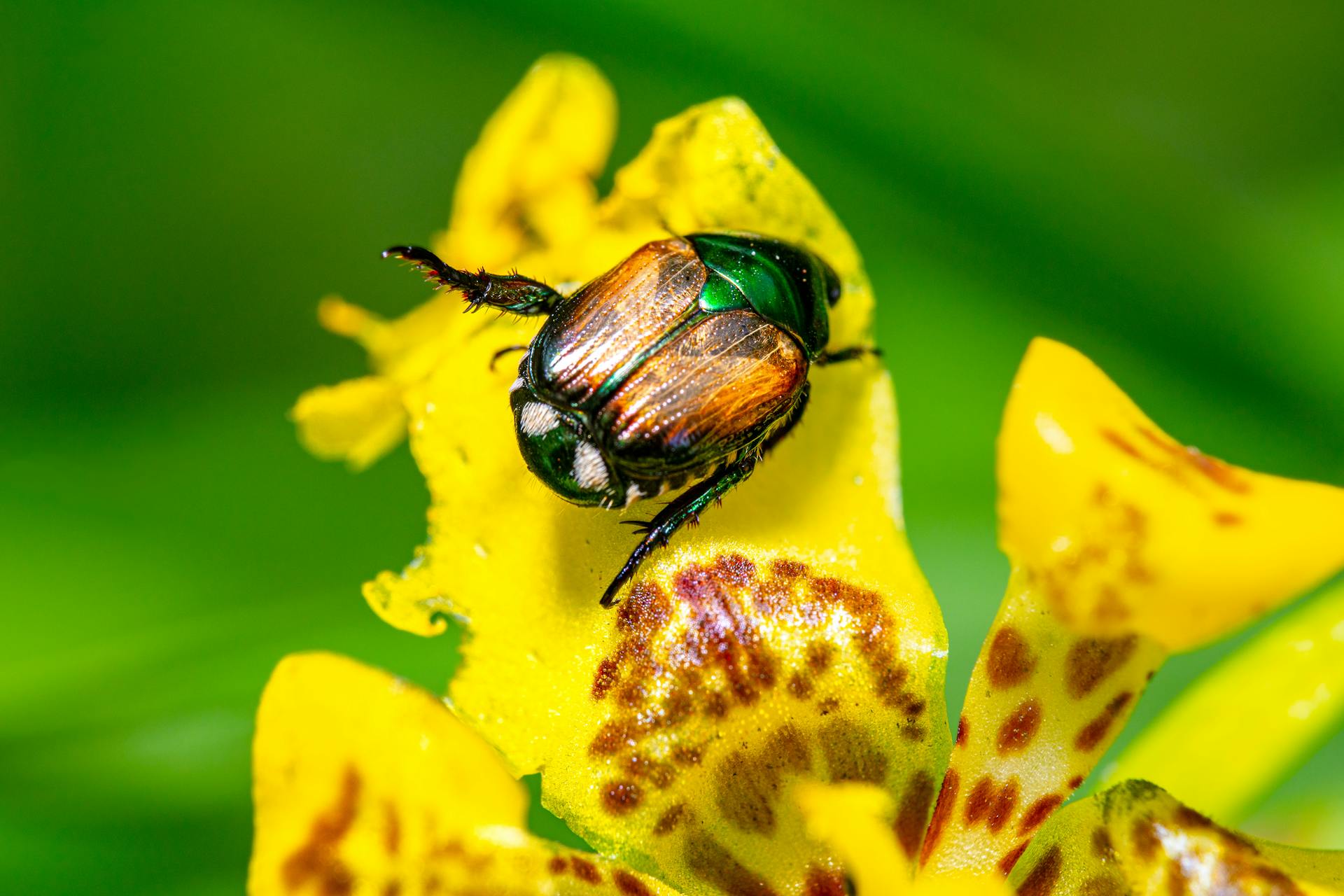 Un escarabajo en una flor | Fuente: Pexels